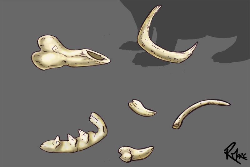 Loose bones by Ronald Marc